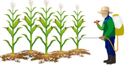 Plaguicidas naturales