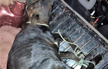 Tras persecución recuperan animal vacuno en Carapeguá.