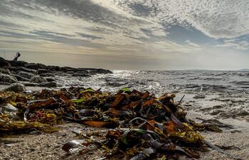 Los fondos abisales, a los que no llega la luz solar, ocupan la zona más profunda del ambiente marino y albergan desde animales bentónicos hasta microorganismos que se alimentan de la materia orgánica.