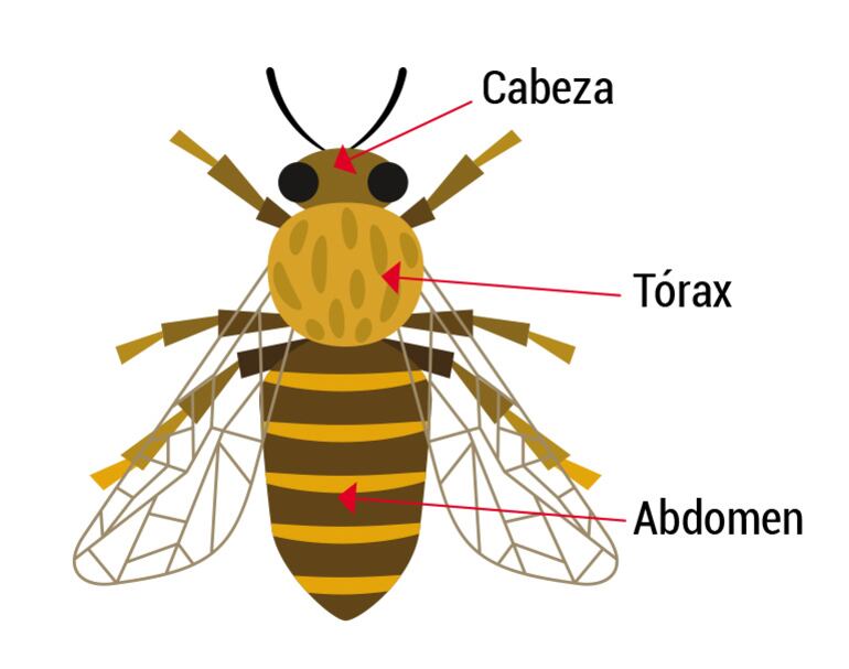 Estructura del insecto