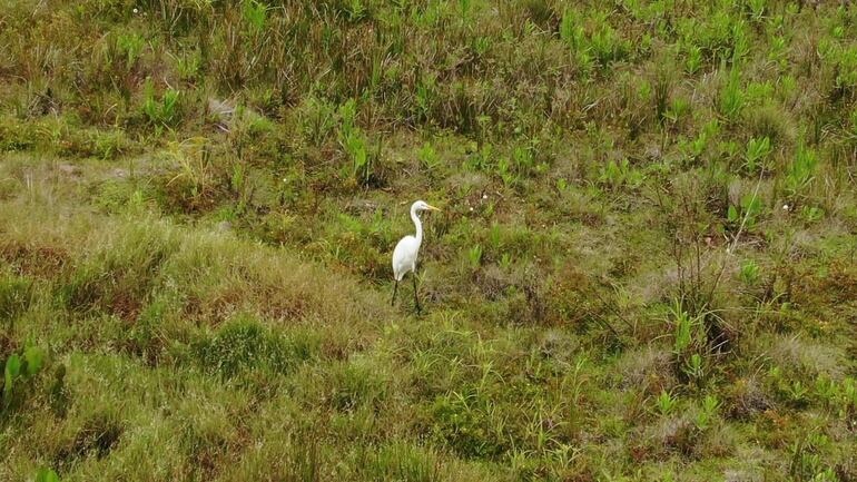 Garza Blanca disfrutando de la zona humedad de Boquerón