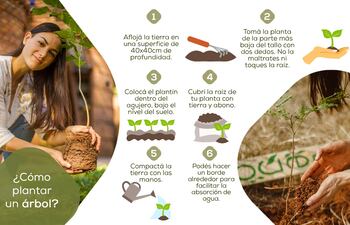 como plantar un árbol