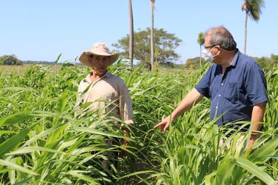 Productores de la compañía de Pilar apuestan al cultivo del  sorgo forrajero