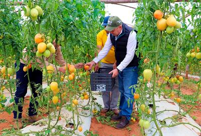 El ministro Moisés Bertoni, cosechando tomate “hopeju” (sin maduración completa), en Caaguazú. El frío está retrasando la cosecha masiva en la principal zona productiva del rubro.