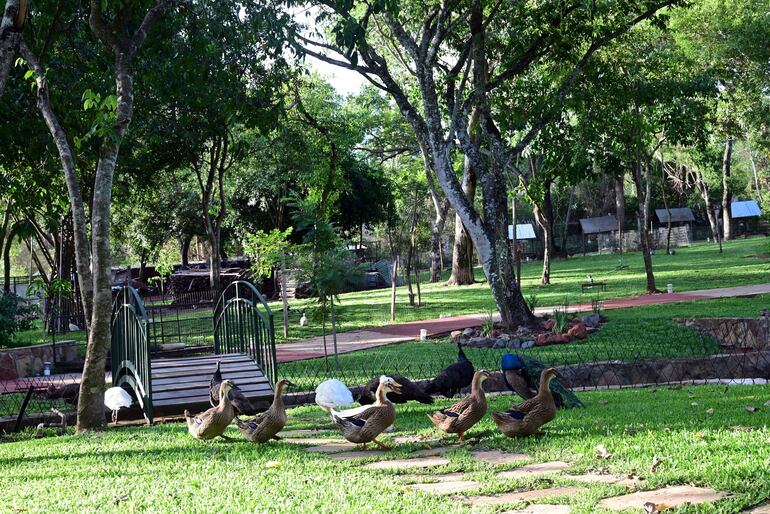 Animales en el amplio jardín.