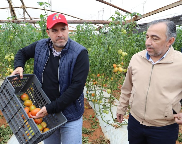 Ing. Rodrigo González, presidente del Senave, con el ministro Anticontrabando, Emilio Fuster, en un cultivo de tomate, en Tres de Febrero, Caaguazú.