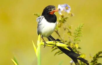 Yetapa de collar (Alectrurus Risora), considerada en peligro de extinción.
