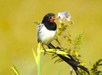 Yetapa de collar (Alectrurus Risora), considerada en peligro de extinción.