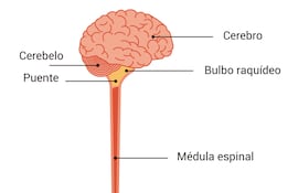 Partes del cerebro
