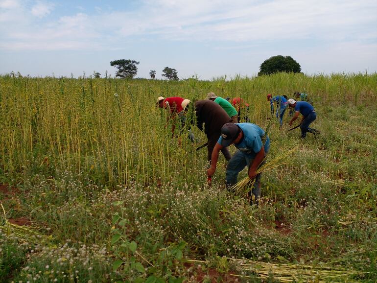 Los sesameros coincidieron que la siembra de este año va sufrir una significativa disminución