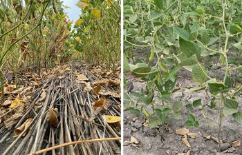A la izquierda un suelo con cobertura y que dio un mejor rendimiento por hectárea, pese a la sequía. A la derecha un suelo sin cobertura (desnudo), en donde las plantas abortaron las flores por falta de humedad.