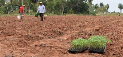 Los horticultores riegan los plantines sembrados, mientras esperan dos bandejas con mudas para continuar con el cultivo.