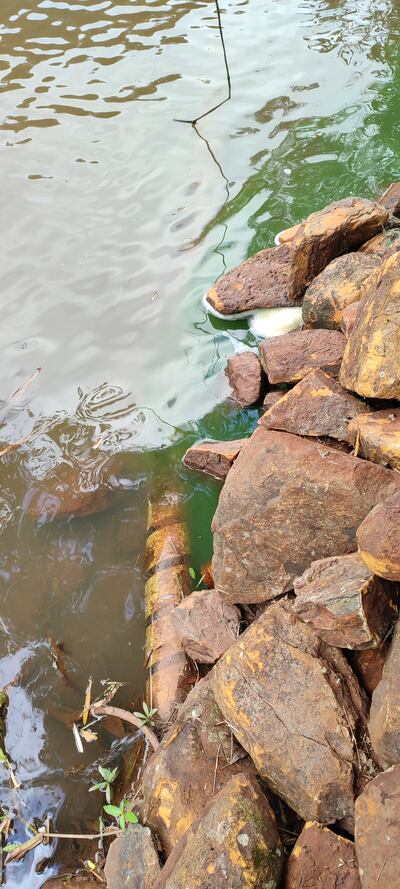 Margen derecha del arroyo Capi’ibary, un caño subterráneo ingresa al curso hídrico, y desde el mismo sale un líquido de color verdoso.