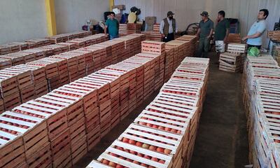 La asociación de tomateros de Coronel Oviedo aglutina a unas 200 familias frutihorticultoras y producen un promedio de 25.000 kilos de tomate por semana.