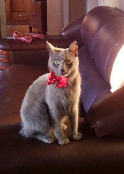 Dorys, mascota perdida