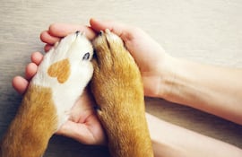 A raíz de la problemática del abandono de animales en nuestro país han aumentado considerablemente los hogares y refugios para los peludos en situación de calle, en especial gatos y perros.