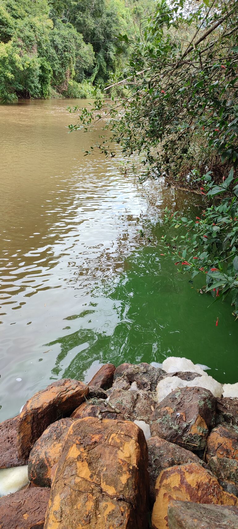 El líquido verde que sale del caño proveniente de la planta contrasta notoriamente con el agua del arroyo.