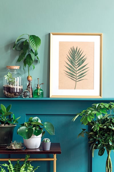 Ideas con plantas de interior
