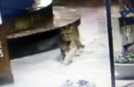 Un puma y sus crías fueron vistos circulando por Villa Gesell.