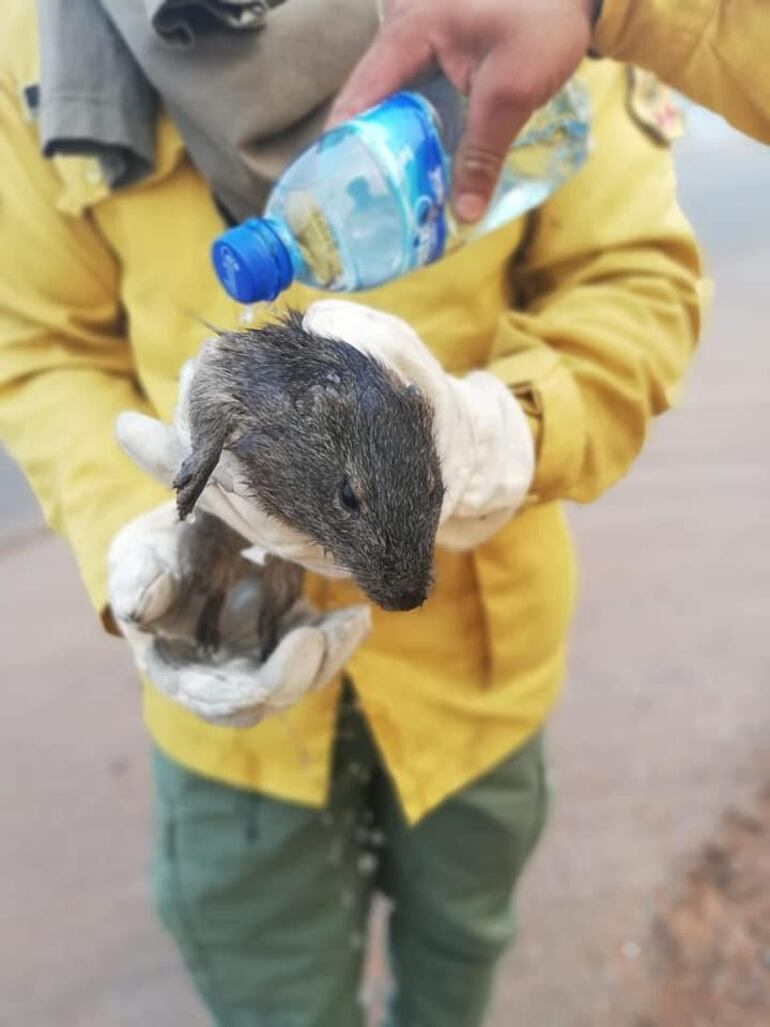 Uno de los animales rescatados por los bomberos