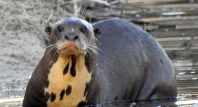 Ejemplar de nutria gigante, el animal está en peligro de extinción.