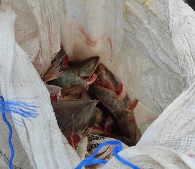 Los pescados eran transportados sin la cadena de frío correspondiente.