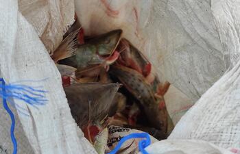 Los pescados eran transportados sin la cadena de frío correspondiente.