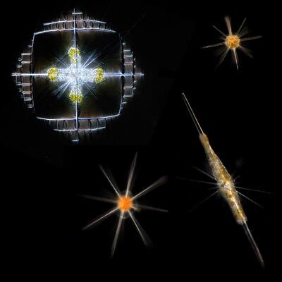 Según los científicos, a medida que el cambio climático calienta los mares, el plancton está en movimiento con consecuencias potencialmente profundas tanto para la vida marina como para los humanos.