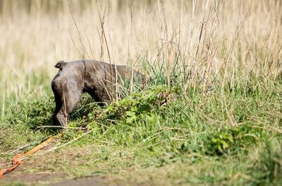 No debería impedirse a los perros olfatear todo lo que quieran durante sus paseos diarios.