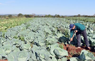 Lauro Barrios nos mostró el riego subterráneo; a su alrededor el resultado del uso de tecnología.