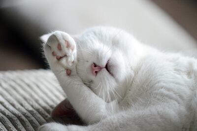 En caso de recibir una mordida,  acudir al médico. Foto: Shanon/Pixabay.