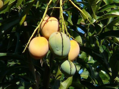 El hombre perdió el equilibrio cuando pretendía bajar del árbol de un mango y falleció. (Imagan ilustrativa).