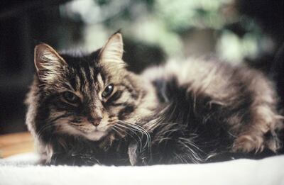 En cuarentena hay que tratar de evitar el contacto con el gato, para que la mascota no se contagie con el coronavirus.