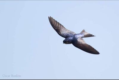 Mbyju'i ogaregua (ssp. Progne chalybea macrorhamphus), foto gentileza de Oscar Bordon, Naturaleza de Paraguay en fotografía.