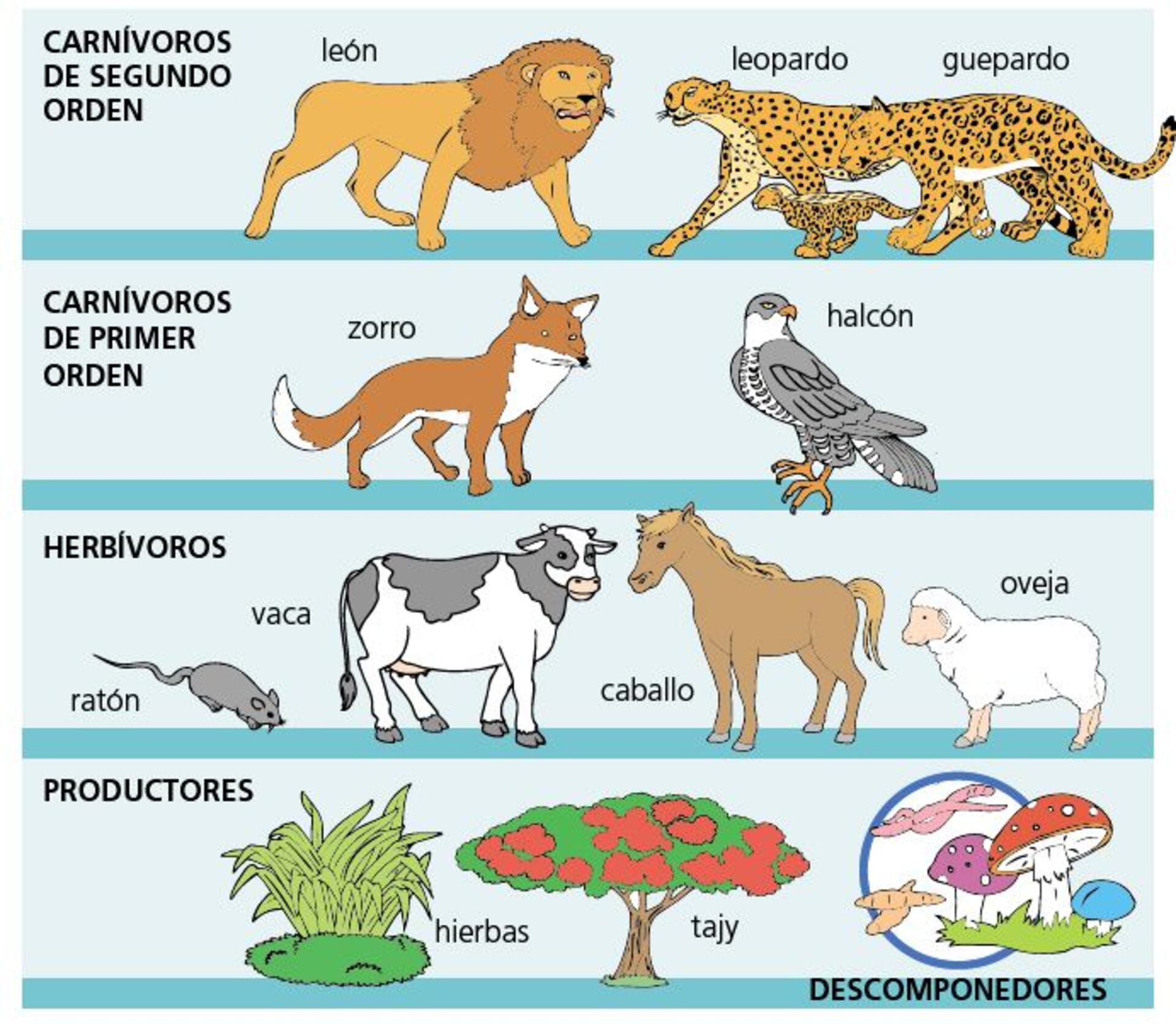 definición de la cadena alimentaria