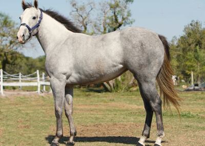 La hermosa tordilla Miss Toll Gross (Lote 19) es una de las vedettes del remate.