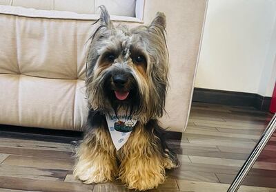 Este bello perrito no volvió a su casa desde el 2 de marzo.