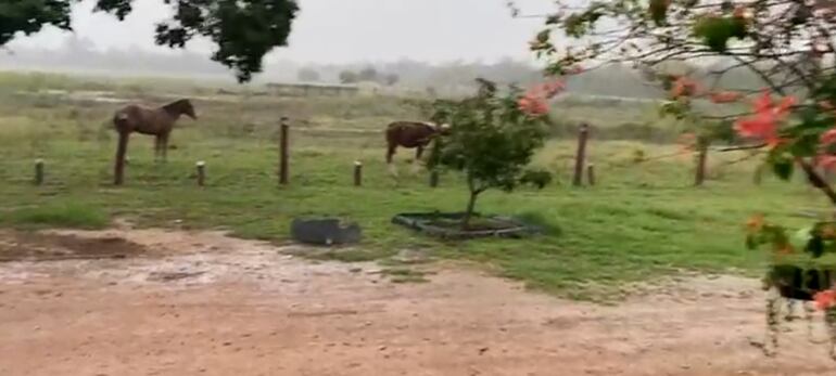 La ganadería es beneficiada con las lluvias en Alto Paraguay.