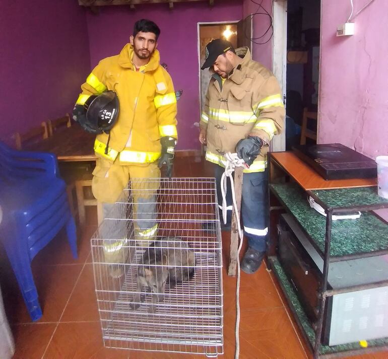 El aguara’i  fue rescatado por bomberos voluntarios.