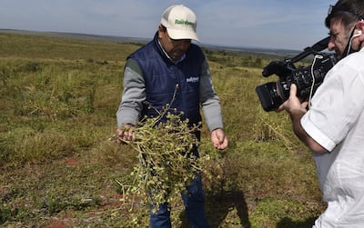 Una sola planta de la maleza “ype rupa” puede dar 200.000 semillas, que tienen poder de germinación del ciento por ciento.