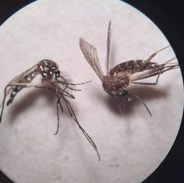 La agresividad de estos insectos es mayor, por lo que las autoridades insisten en el uso de repelentes y la eliminación de criaderos.