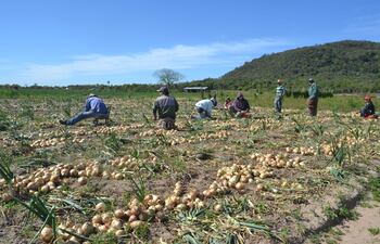 Navegación entre mensajesMensaje 1 de 601 Anterior Siguientechange-formatchange-format
Asunto: Cosecha de producción de cebolla en Ybytymí
De emilce ramirez <emilce.ramirez1970@hotmail.com>
Destinatario foto@abc.com.py <foto@abc.com.py>, interior <interior@abc.com.py>
Fecha 04-08-2021 11:41
Productores piden suspender Afidi para garantizar mercado a cebolleros
Tema: Cosecha de cebolla tempranera
Entrevistado: Juan Silveira, Productor.
Lugar: Ybytymí.
Fecha. 04/08/2021.
Fuente: Abc Color