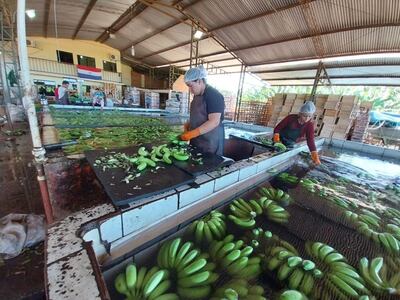 La producción, cosecha, comercialización  de banana genera mucha mano de obra.