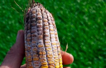 La siembra tardía, heladas en algunas zonas, y la menor cantidad de horas luz conspiran contra la calidad del maíz.
