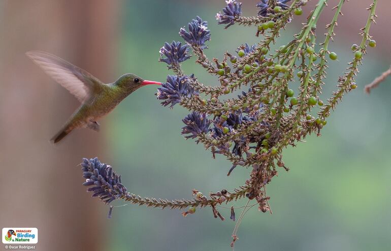 Kuarahy áva (Hylocharis chrysura), fotografía gentileza de Oscar Rodríguez (Paraguay Birding & Nature), CON - Paraguay