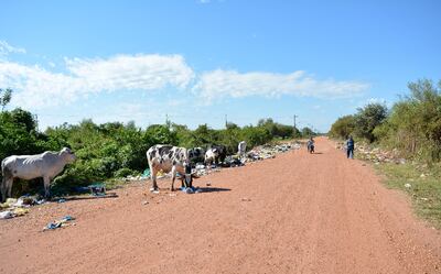 Animales vacunos consumen la basura arrojada sobre la calle Romualdo Irigoyen casi Agustín Fernando de Pinedo.