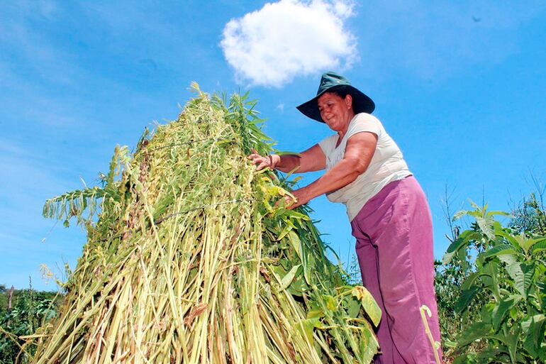 El cultivo del sésamo es uno de los principales rubros de renta en la pequeña finca campesina, en San Pedro y muchas zonas del país.