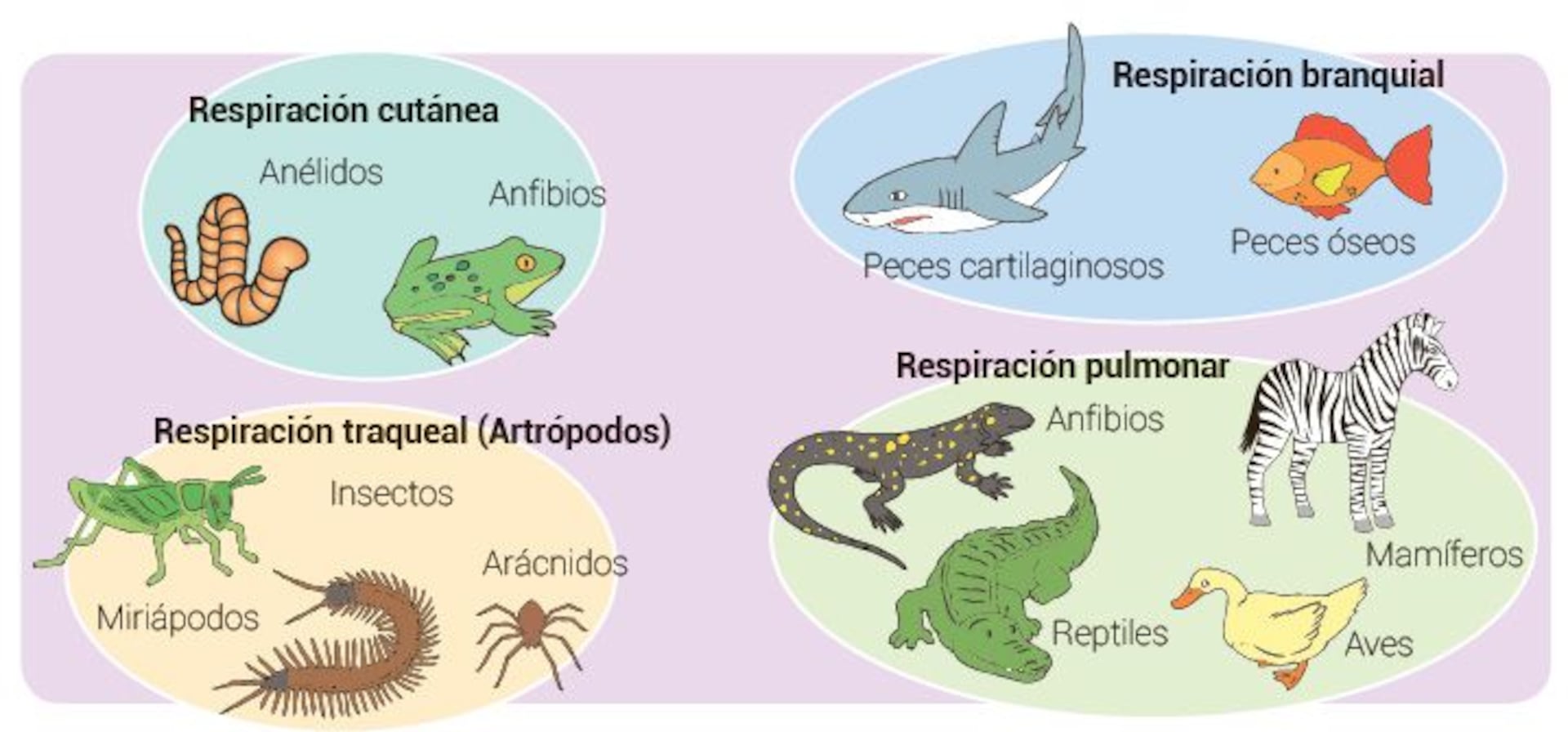 Tipos de respiración: aerobia y anaerobia - Escolar - ABC Color