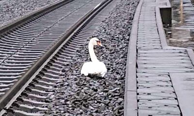 El cisne detuvo el tránsito de trenes durante casi una hora.