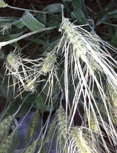 Las heladas significan otro duro golpe para la debilitada economía